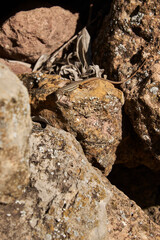 Little lizard on the stones