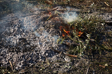 Bonfire in the bush on a sunny day