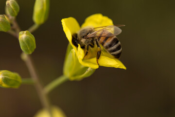 bee on flower