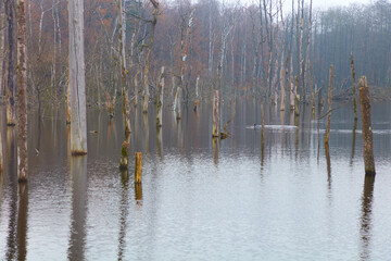 Abgestorbene Bäume stehen im Wasser in einem See.