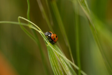 ladybug on grass
