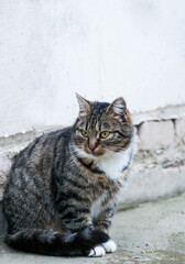 Naklejka na ściany i meble Gray-brown striped cat with a white breast on a gray background.Photo of a tabby cat with a place for an inscription.Home pet. The cat sits and looks away.Street cat.