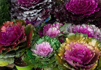 Glittering potted ornamental cabbage or brassica oleracea in a garden shop in November.