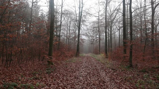 In the forest on a foggy autumn morning