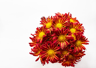 Chrysanthemums. Group of red flowers on a light background. Bouquet.