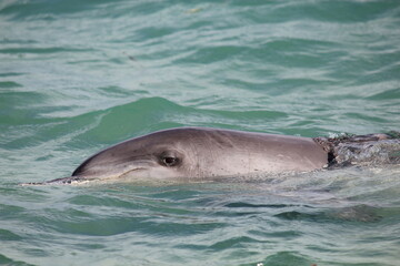 Indo-Pacific bottlenose dolphin from Monkey Mia, Western Australia