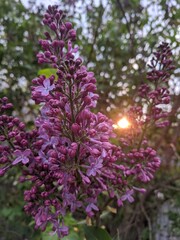 Obraz premium flowers in the garden