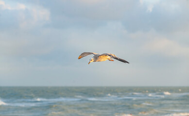 A one  white sea gull flying in the cloudy sky under wavy sea