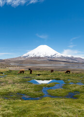 volcan parinacota chili alpaga lama parc lauca