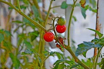 Red and green sherry tomatoes. Delicious sherry tomatoes grown on the balcony. Urban gardening.