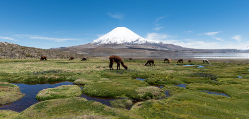 lama volcan parinacota chili neige parc lauca