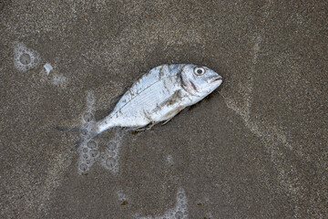 Dead fish on the coast. Global warming is killing the planet. Climate change is killing fish. Dead...