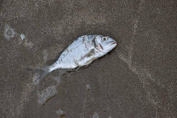 Dead fish on a sandy beach. Dead fish on the seashore. Global warming is killing the planet....