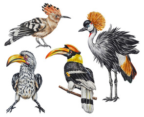Set of exotic African birds. Crowned crane, hornbill, yellow-billed tokus, hoopoe. Watercolor. Illustration. Template. Hand drawn. Clipart.  © Mewlish art