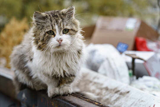 stray cats search for food in a dumpster