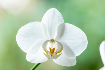 Single flower of a bright white cattleya orchid isolated against an out of focus blurred green natural background