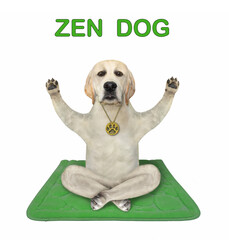 A dog is doing yoga exercises on a green fitness mat. Zen dog. White background. Isolated.