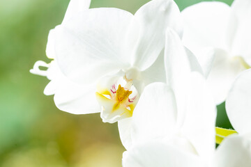 Fototapeta na wymiar White high key cattleya orchid with out of focus blurred green natural background