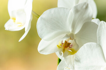 Closeup of bright white cattleya orchid with out of focus blurred yellowish green natural background