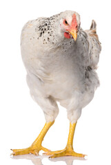one white chicken isolated on white background, studio shoot