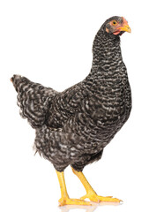 one black chicken isolated on white background, studio shoot