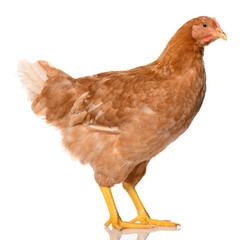 one brown chicken isolated on white background, studio shoot