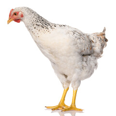 one white chicken isolated on white background, studio shoot