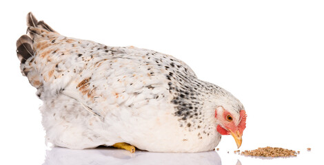 one white chicken pecking grains, isolated on white background, studio shoot