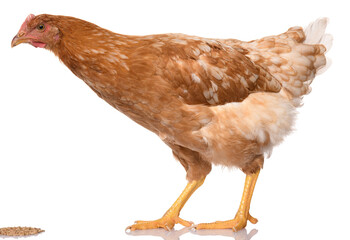one brown chicken isolated on white background, studio shoot