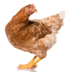 one brown chicken isolated on white background, studio shoot