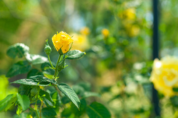 yellow roses in the garden close-up on a green background