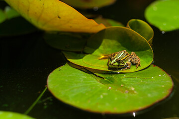 Green frog or toad sitting on a water lily leaf in a pond