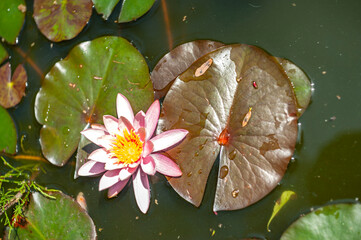 White or pink nymphaea or water lily flower macro shot with water drops on petals in water of garden pond with green leafs