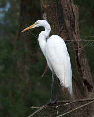 Great White Egret Stock Photo. Great White Egret perched displaying body, head, beak, eye, white feather plumage with a foliage background in its environment and habitat.