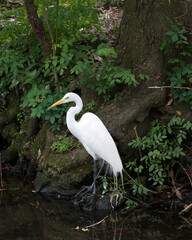 Great White Egret Stock Photo.  Great White Egret perched displaying body, head, beak, eye, white feather plumage with a foliage background in its environment and habitat.
