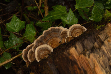 mushroom on a tree