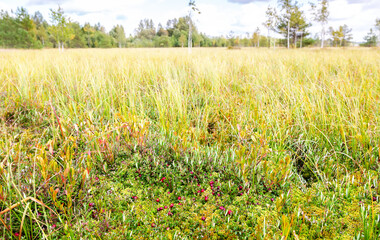 Wild cranberries growing in the moss