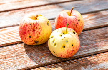 Three apples on the old weathered wooden table