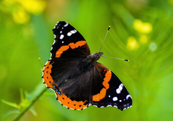red admiral butterfly