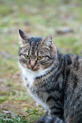 Naklejka na ściany i meble Gray-brown striped cat with a white breast on a gray-green blurred background.Photo of a tabby cat with a place for an inscription. Pet walks in the yard.Home pet. The cat sits and looks straight.