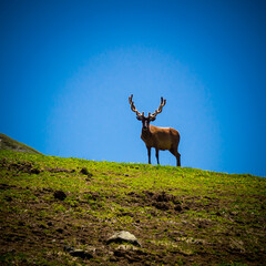 Beautiful mountain landscape with wild deer at Caucasus mountains.