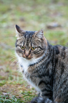 Gray-brown striped cat with a white breast on a gray-green blurred background.Photo of a tabby cat with a place for an inscription. Pet walks in the yard.Home pet.
The cat sits and looks straight.