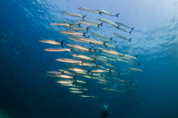Fototapeta na wymiar School of Chevron Barracuda (Sphyraena putnamae) in blue water above a tropical coral reef