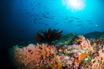 Obraz na płótnie Canvas Tropical fish around a bright, colorful tropical coral reef