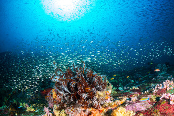 Fototapeta na wymiar Tropical fish around a bright, colorful tropical coral reef