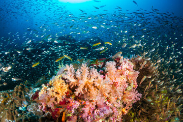 Naklejka na ściany i meble Beautiful, colorful tropical coral reef