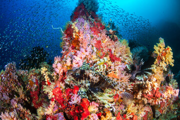 Fototapeta na wymiar Lionfish and beautiful soft corals on a tropical coral reef (Koh Bon)