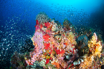 Naklejka na ściany i meble Lionfish and beautiful soft corals on a tropical coral reef (Koh Bon)