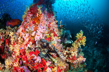 Naklejka na ściany i meble Lionfish and beautiful soft corals on a tropical coral reef (Koh Bon)