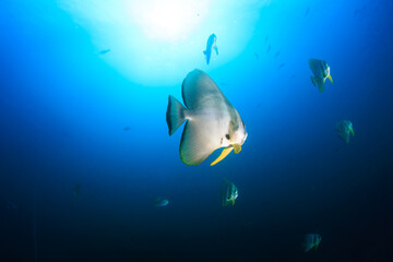 School of Batfish (Spadefish) in clear blue water above a coral reef